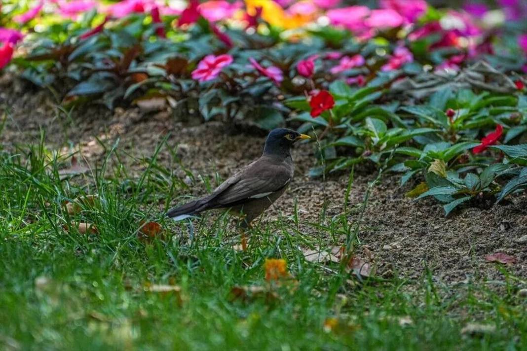 İstanbul parklarında yeni tehlike: İstilacı çiğdeci kuşu, savunmasız kuşların yuvalarını basarak yumurtalarını yiyor 17